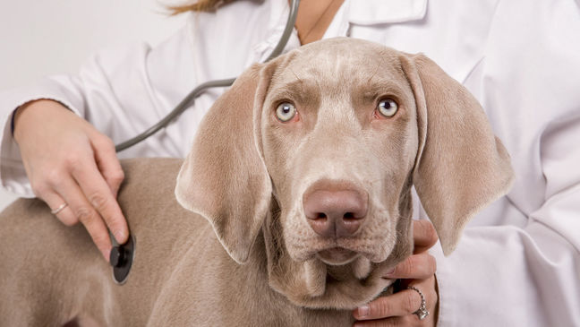 Royal Canin (Роял Канин)