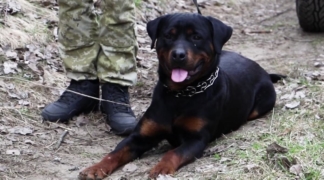 собака Ляшко