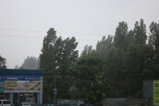 На базе отдыха под Харьковом на отдыхающих упало дерево