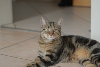 кошка