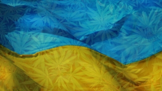 марихуана в Украине