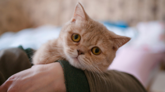 коронавирус у кота
