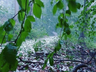 погода